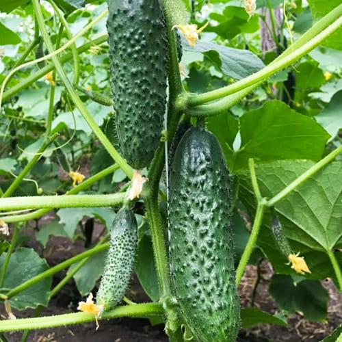 Семена Огірок Florium Бйорн F1 (13440)