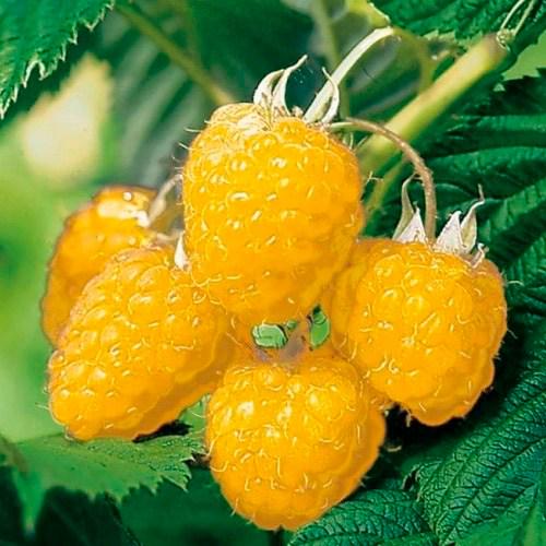 Саджанець LMTD Малина Fall Gold сортова укорінена 50-70 см (133942)