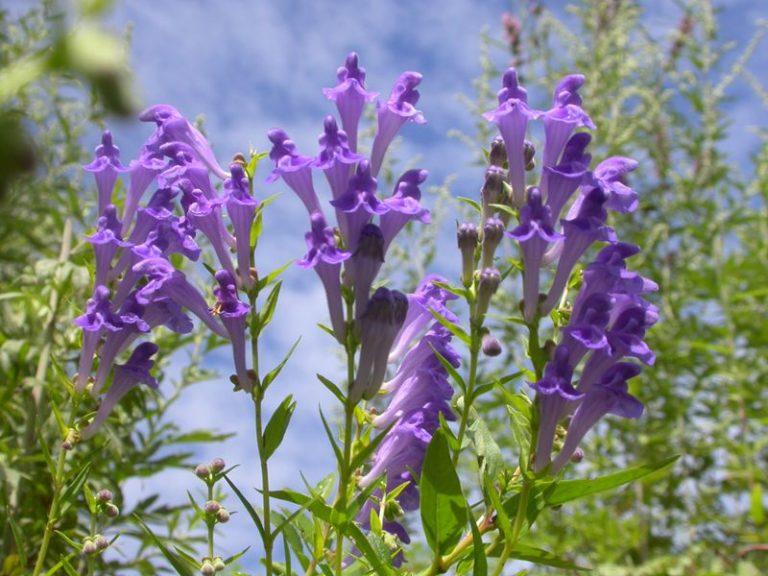 Семена Шлемник байкальский Scutellaria baicalensis 10 шт./уп.