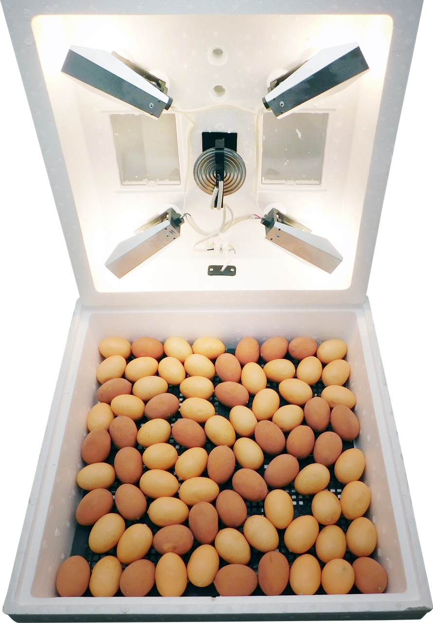 Інкубатор на 80 яєць (мембранний терморегулятор)