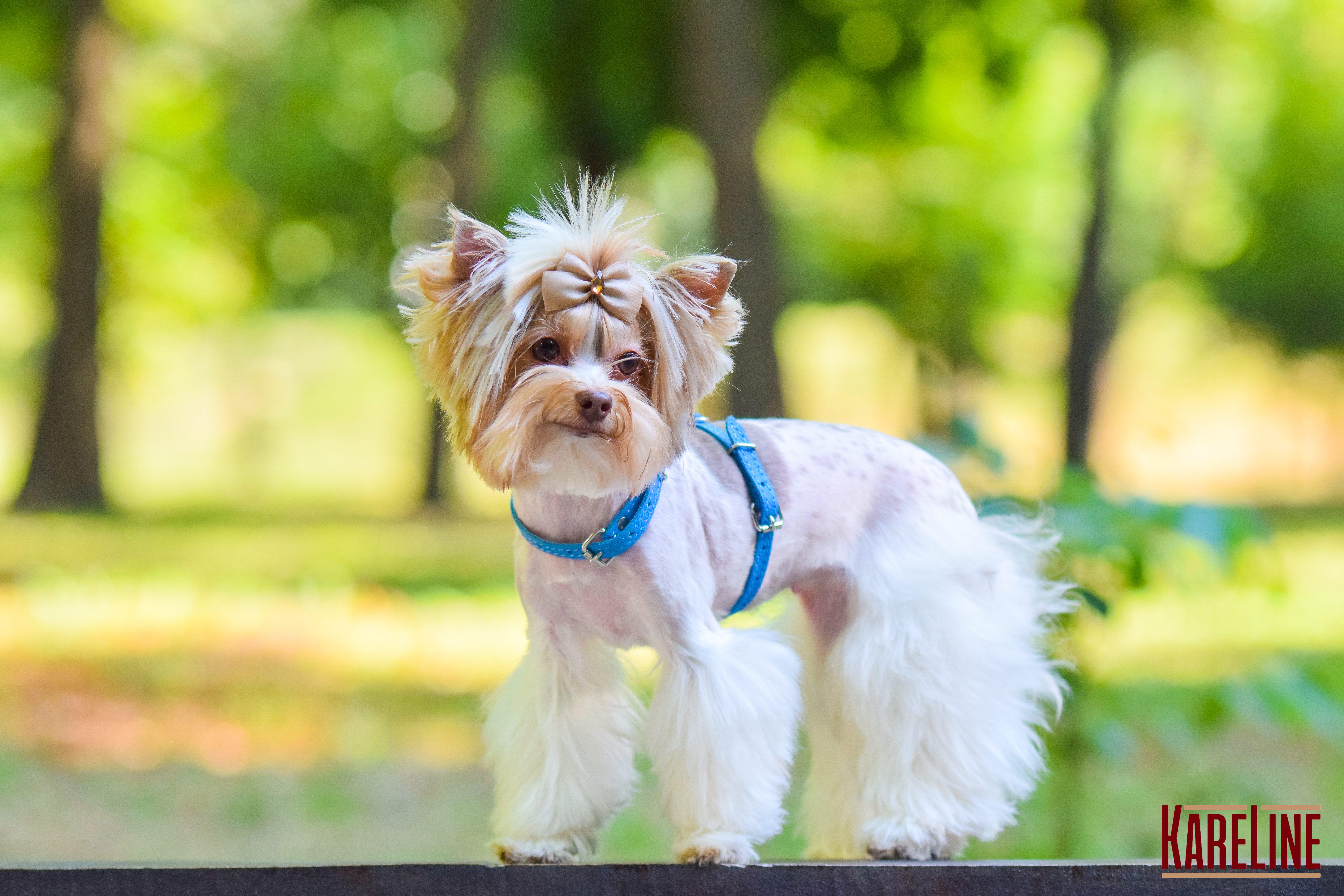 Шлея KARELINE из натуральной кожи 12 мм А-230-300 мм В-270-340 мм Голубой (8420/17) - фото 3 Шлея KARELINE из натуральной кожи 12 мм А-230-300 мм В-270-340 мм Голубой (8420/17) - фото 3