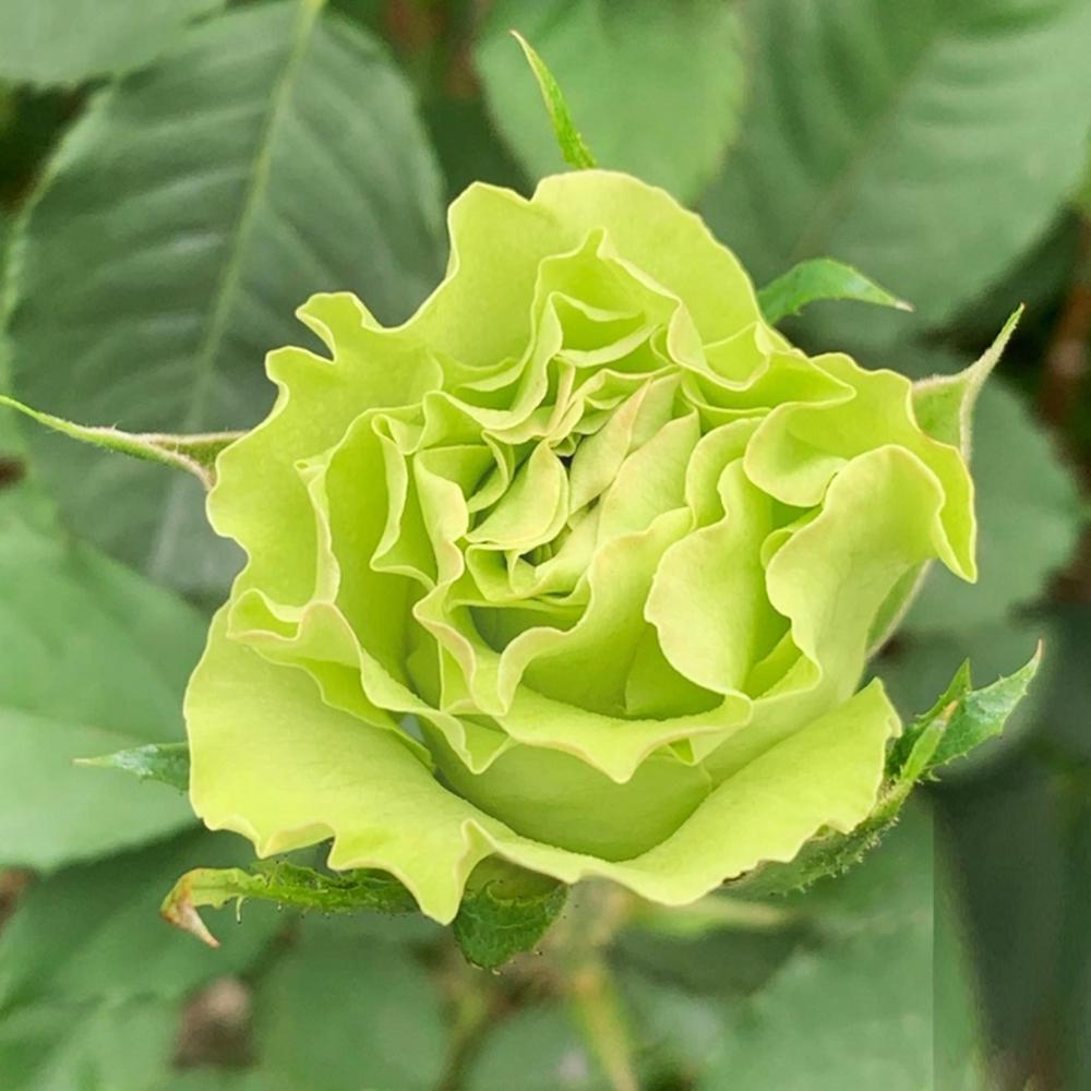 Саджанець чайно гібридних троянд Ківі (14965342)