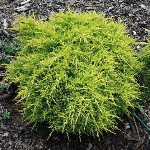 Саженец Можжевельник средний Голд Киссен 0,5 л