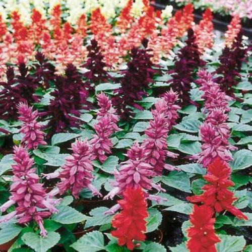 Семена цветов Hem Genetics Сальвия блестящая Amore full mixture 250 шт. (BN09576-2)