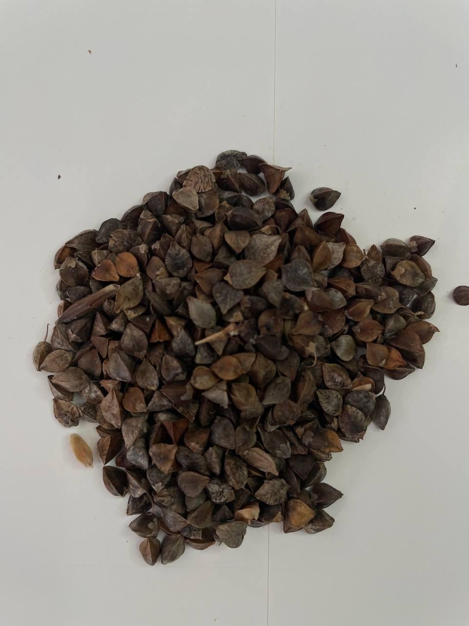 Гречка самозапильна сидерат 10 кг (22824386)