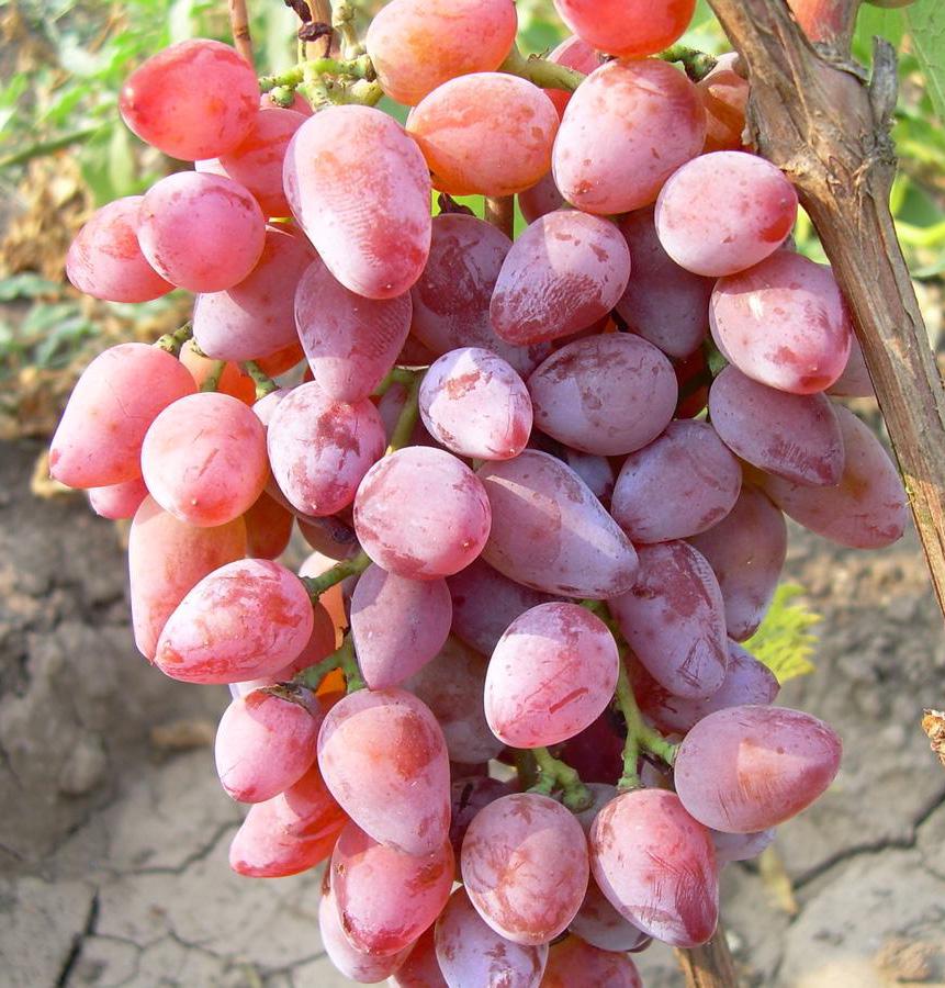 Розовый Тимур 3 шт. (38277043)