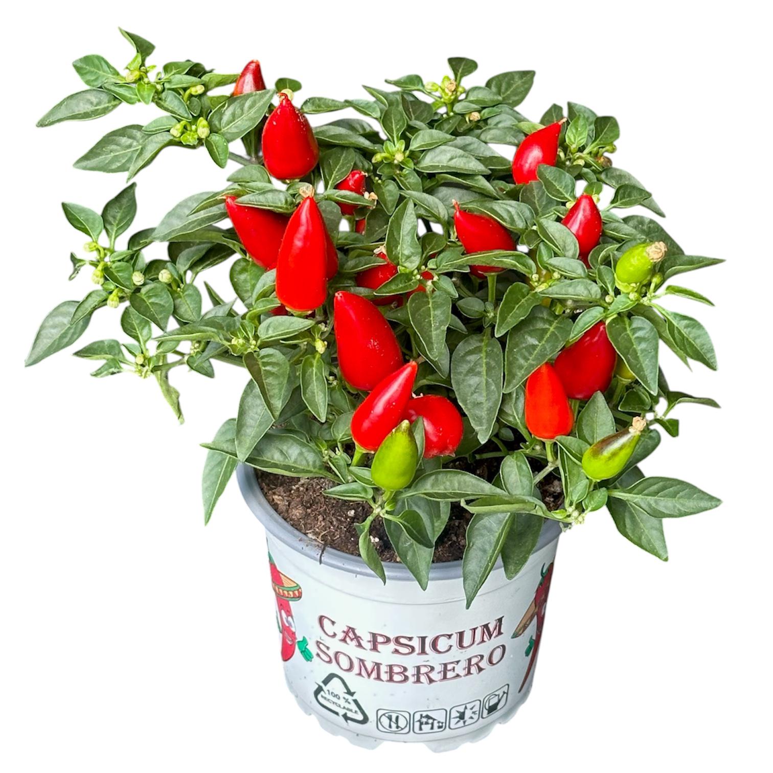 Капсікум перчик 20 см (27976453)