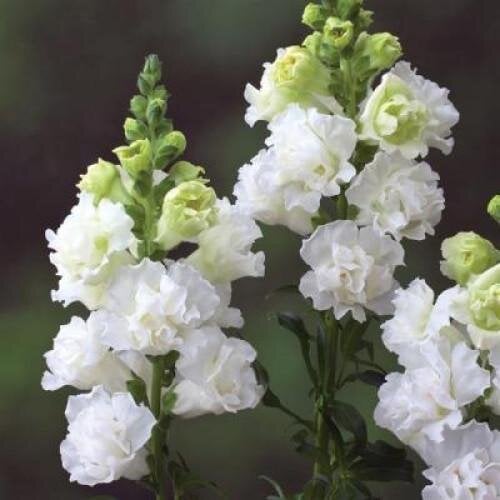 Семена цветов Львиный зев Legend Double F1 White Takii 500 шт. (BN12482-2)