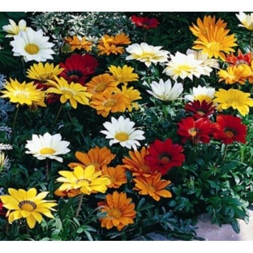 Семена цветов Газания жестковатая Gazoo Mix Syngenta 10 шт. (BN01069-4)