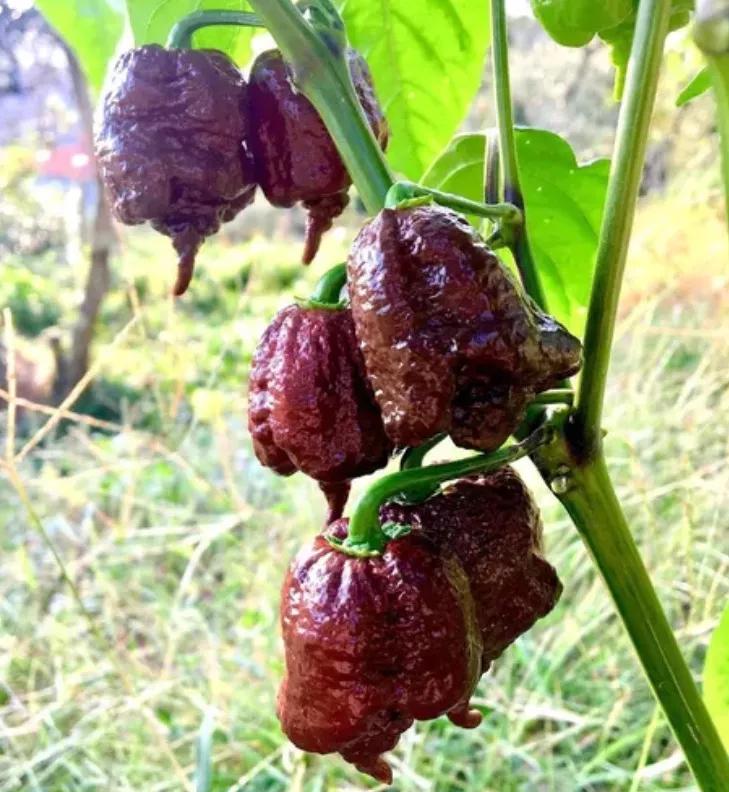 Семена Перец острый Carolina Reaper Chocolate 10 шт. Каролина Рипер шоколад каролинский жнец чили суперхот - фото 4 Семена Перец острый Carolina Reaper Chocolate 10 шт. Каролина Рипер шоколад каролинский жнец чили суперхот - фото 4