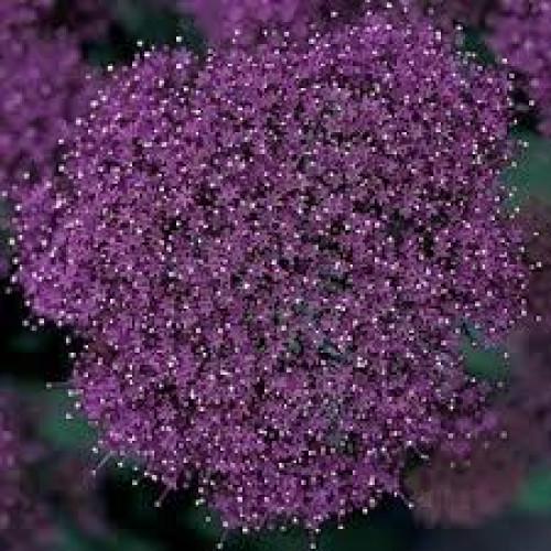 Семена цветов Трахелиум LAKE FOREST PURPLE 25 шт. (BN02713-4)