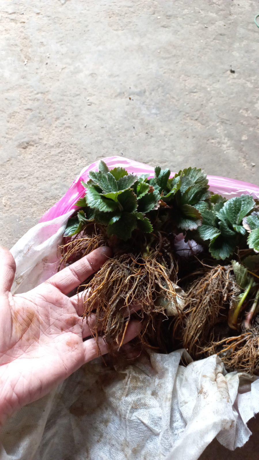 Саджанець полуниці Альба (6536) - фото 2 Саджанець полуниці Альба (6536) - фото 2