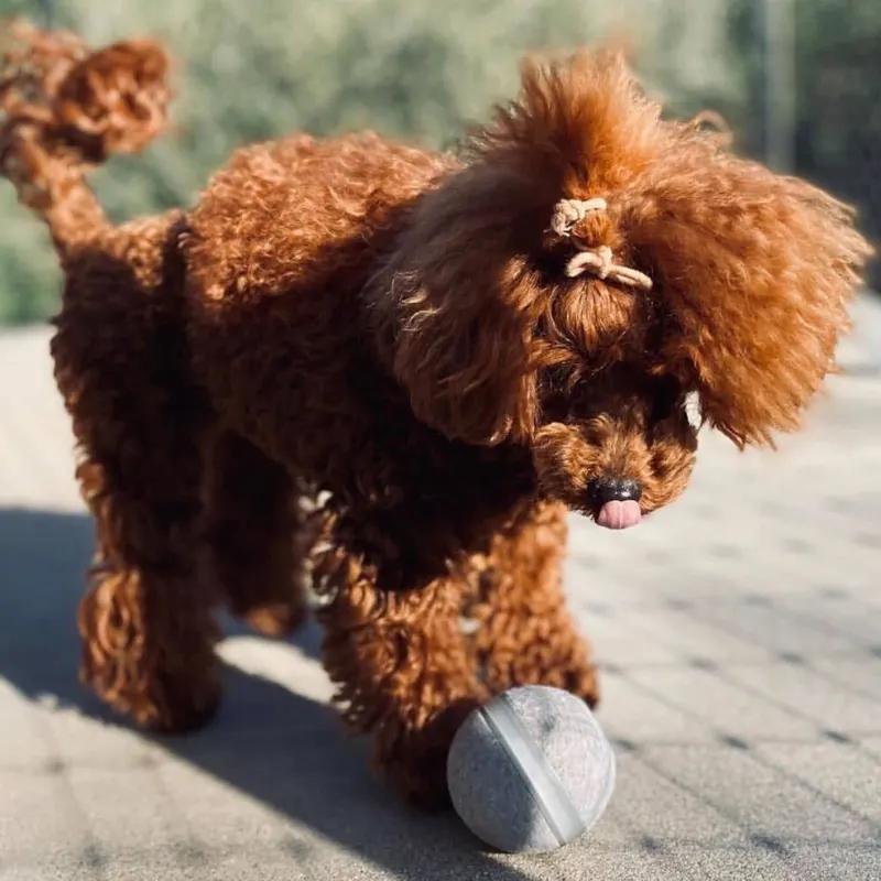 М'ячик для собак і котів Wickedball Artificial Wool Сірий (1299) - фото 5 М'ячик для собак і котів Wickedball Artificial Wool Сірий (1299) - фото 5