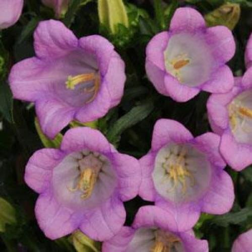Семена цветов Колокольчик средний CAMPANA LILAC Kieftseed 25 шт. (BN04122-3)