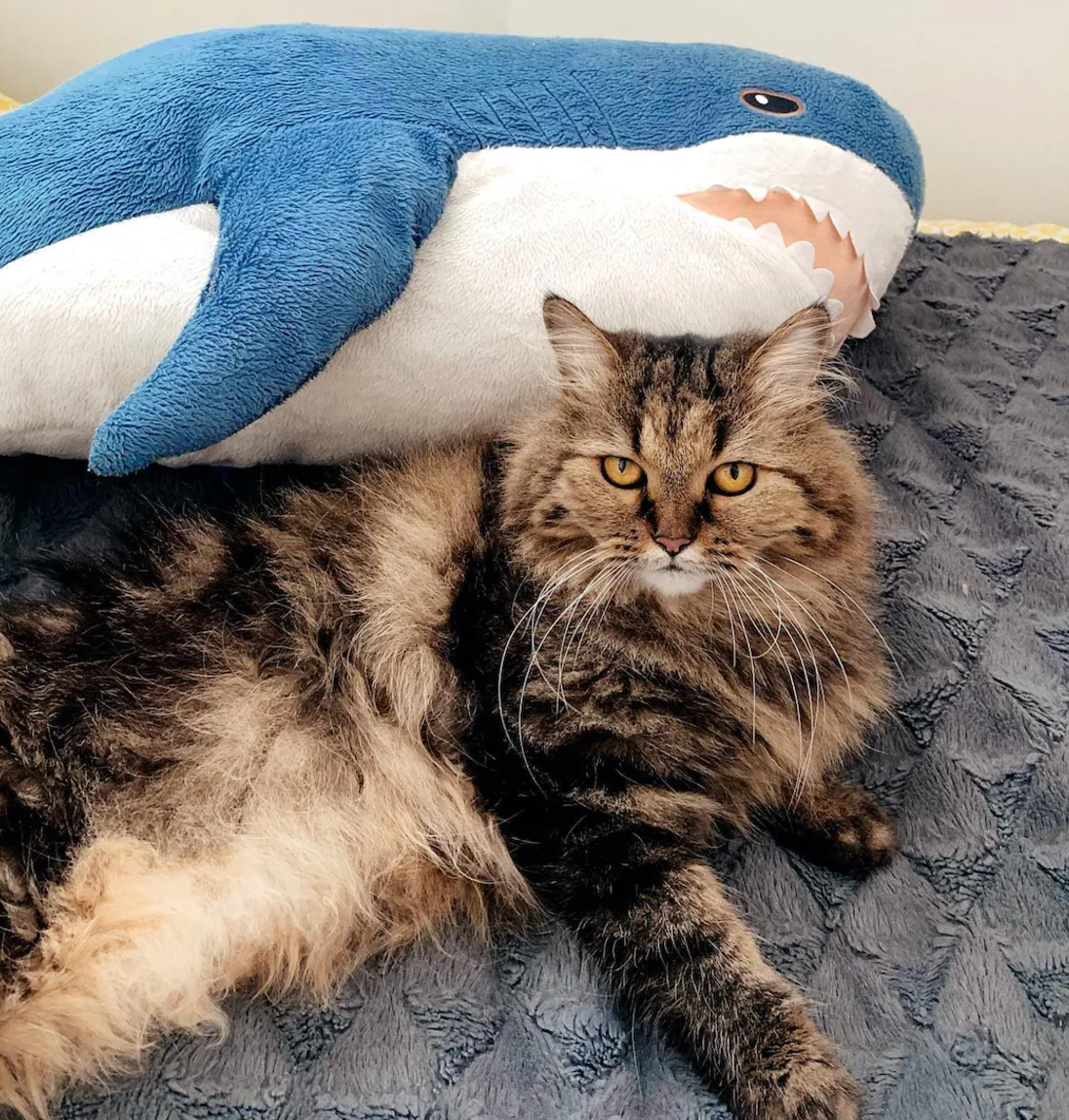 Іграшка м’яка BLAHAJ 303.735.88 Акула - фото 6 Іграшка м’яка BLAHAJ 303.735.88 Акула - фото 6