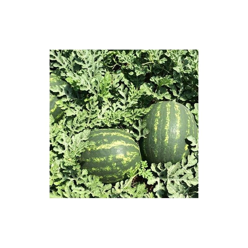 Насіння Кавун Enza Zaden MARISTO F1 500 шт. (2289490570.5)
