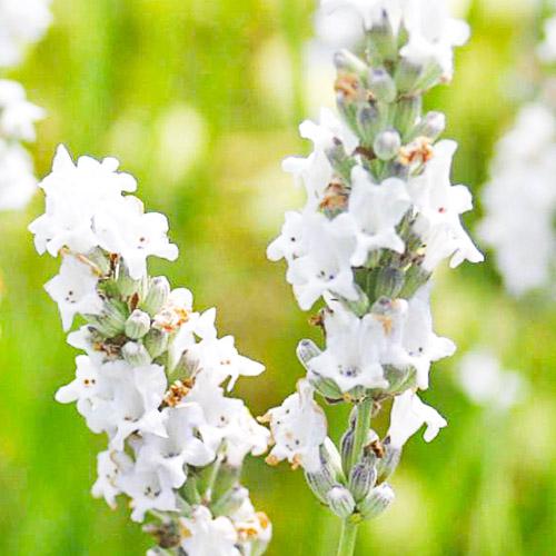 Лаванда Edelweiss Florium (9976) - фото 3