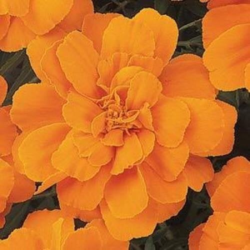 Насіння квітів PanAmerican Чорнобривці відхилені DURANGO TANGERINE 50 шт. (BN02598-3)