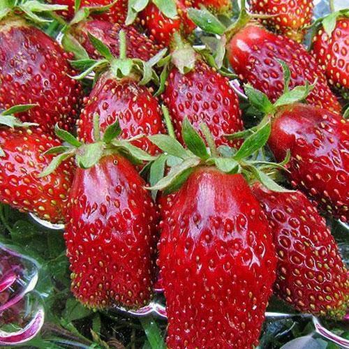 Сажанец Земклубника Мускатная средний срок созревания ягоды не подвержены гниению 5 шт. (37326)