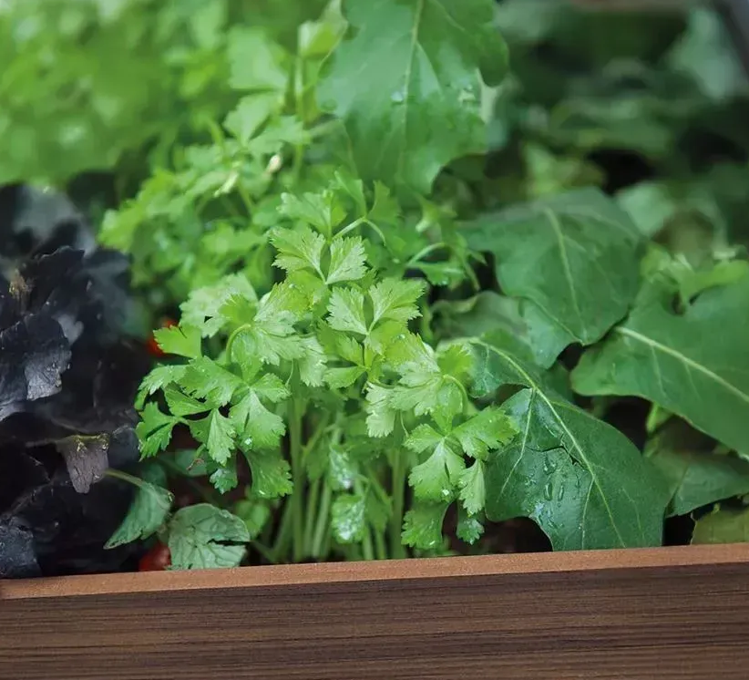 Цветочный горшок Keter Darwin Deco 110 л Орех (261042) - фото 6 Цветочный горшок Keter Darwin Deco 110 л Орех (261042) - фото 6