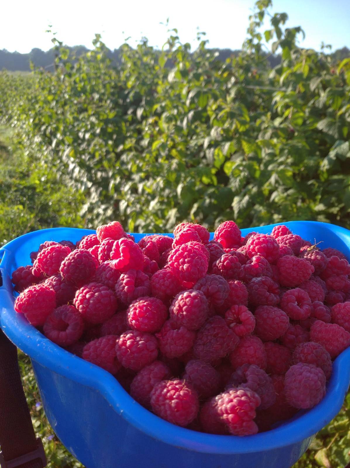 Корзина для сбора ягод 3,5 л (D210) - фото 5 Корзина для сбора ягод 3,5 л (D210) - фото 5