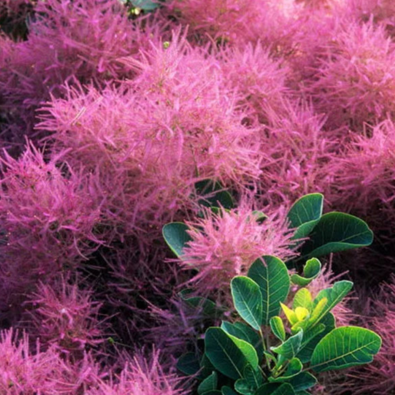 Скумпия кожевенная Smokey Joe С3 (2671078931)