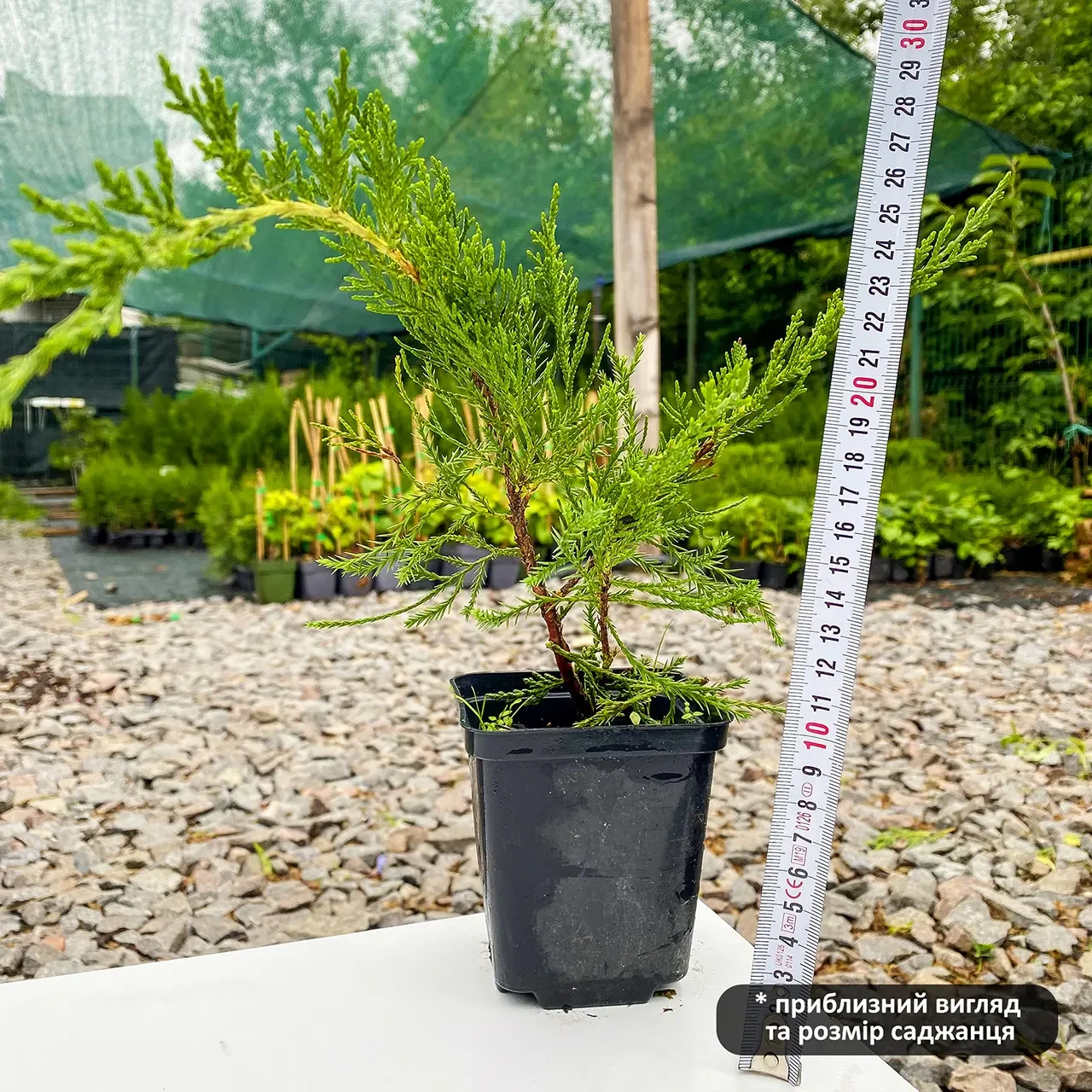 Саженец можжевельника среднего Juniperus media Mint Julep Р9 (645170090) - фото 4 Саженец можжевельника среднего Juniperus media Mint Julep Р9 (645170090) - фото 4