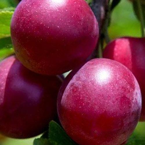 Саджанець Сливово-вишневий гібрид Компас 1 саджанець в упаковці (48775)