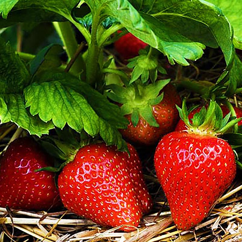 Саджанець полуниці Centenary рання (1541778656)