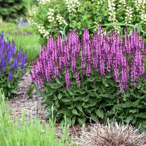 Семена Шалфей дубравный Salvia nemorosa 0,1 г/уп. Семена Шалфей дубравный Salvia nemorosa 0,1 г/уп.