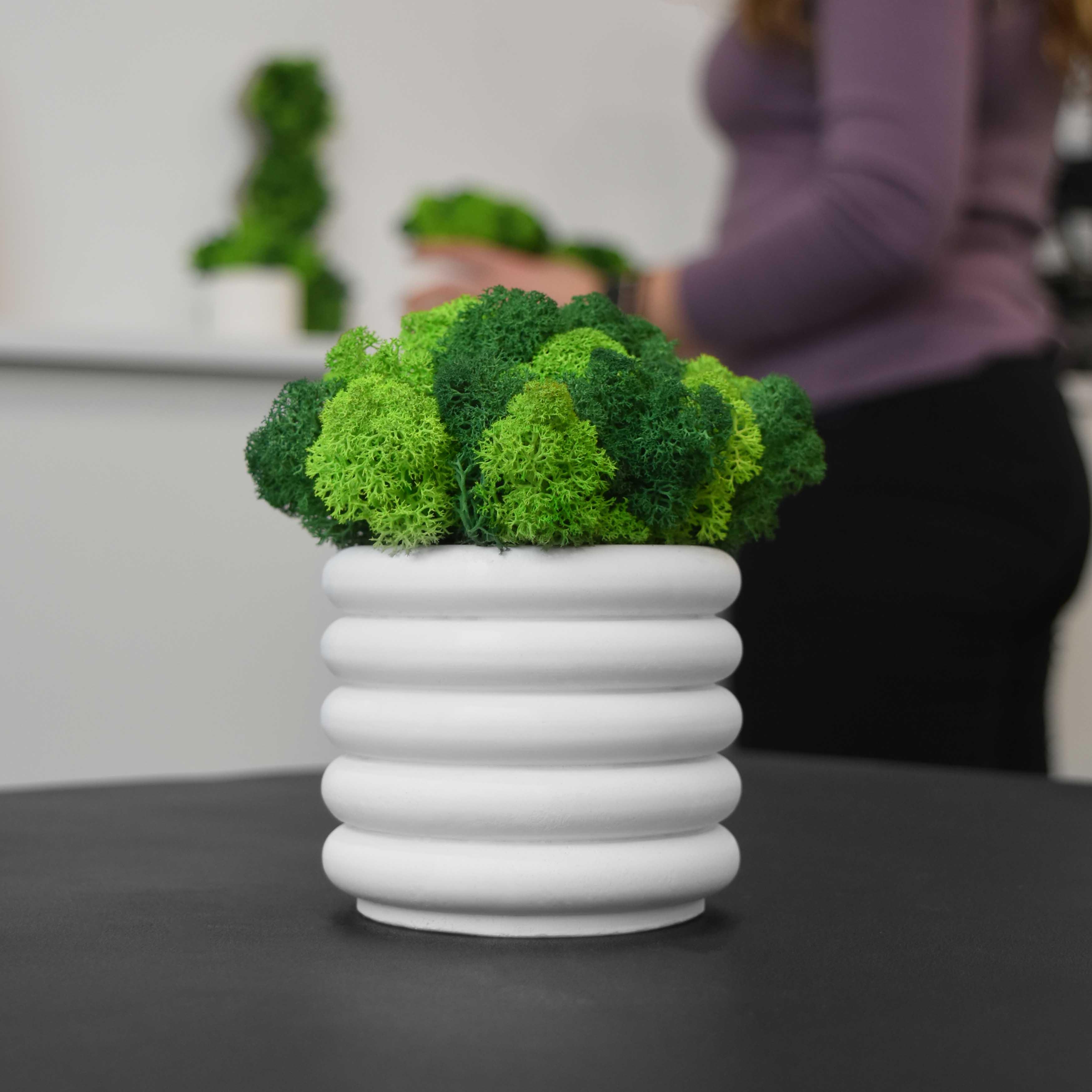 Кашпо Oasis гипсовое со стабилизированным мхом Белый/Зеленый/Салатовый (14073305)