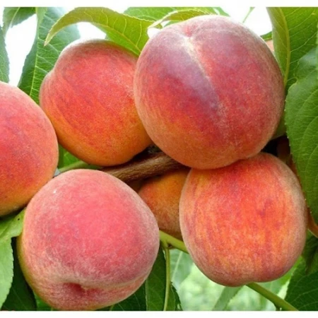Саджанець персика Казка (2833402522)