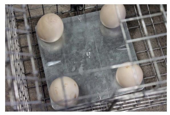 Ловушка против животных Techrol 82x17х20 см (S.82.17.20.2) - фото 5 Ловушка против животных Techrol 82x17х20 см (S.82.17.20.2) - фото 5