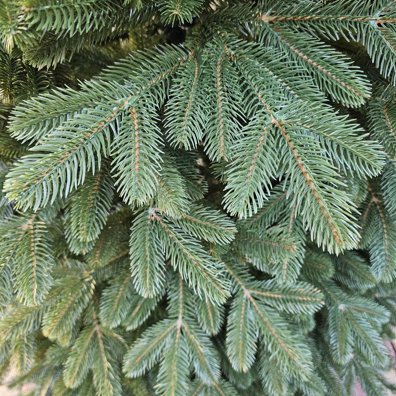 Искусственная елка литая на крабах Рояль с самораскладывающимся механизмом Umbrella 2,1 м (28458490) - фото 4