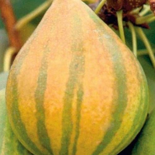 Саджанець Азіатська груша Карамелька 1 саджанець в упаковці (48777)