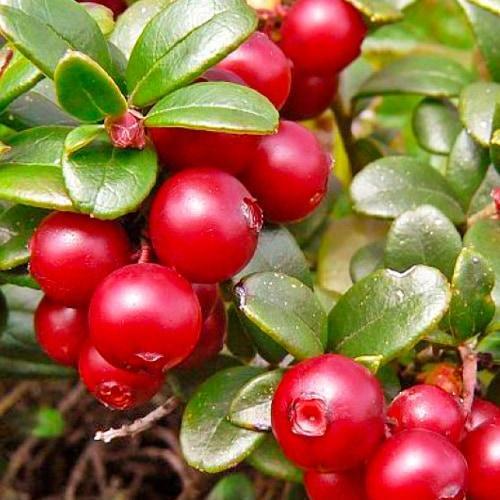 Сажанец Брусника Независимость Independence средний срок созревания высокоурожайный (103417)