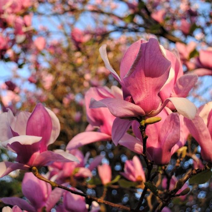 Саженец магнолии гибридной Magnolia hibrida Coates Р9 (1531594442) - фото 2 Саженец магнолии гибридной Magnolia hibrida Coates Р9 (1531594442) - фото 2