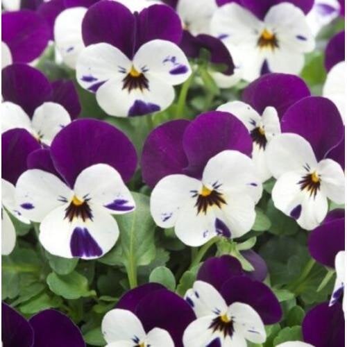 Семена цветов Виола рогатая Takii Floral Power F1 Purple Pearls 50 шт. (BN12203-3)