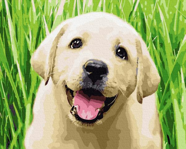 Картина по номерам Brushme Счастливый щенок 40x50 см (GX36514)
