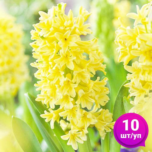 Гиацинт Florium Yellow Queen Florium 10 шт. (18530) - фото 2