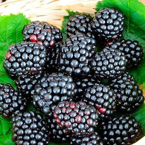 Саджанець Ожина Насолода пізній термін дозрівання солодкий крупноплідний сорт (177292)