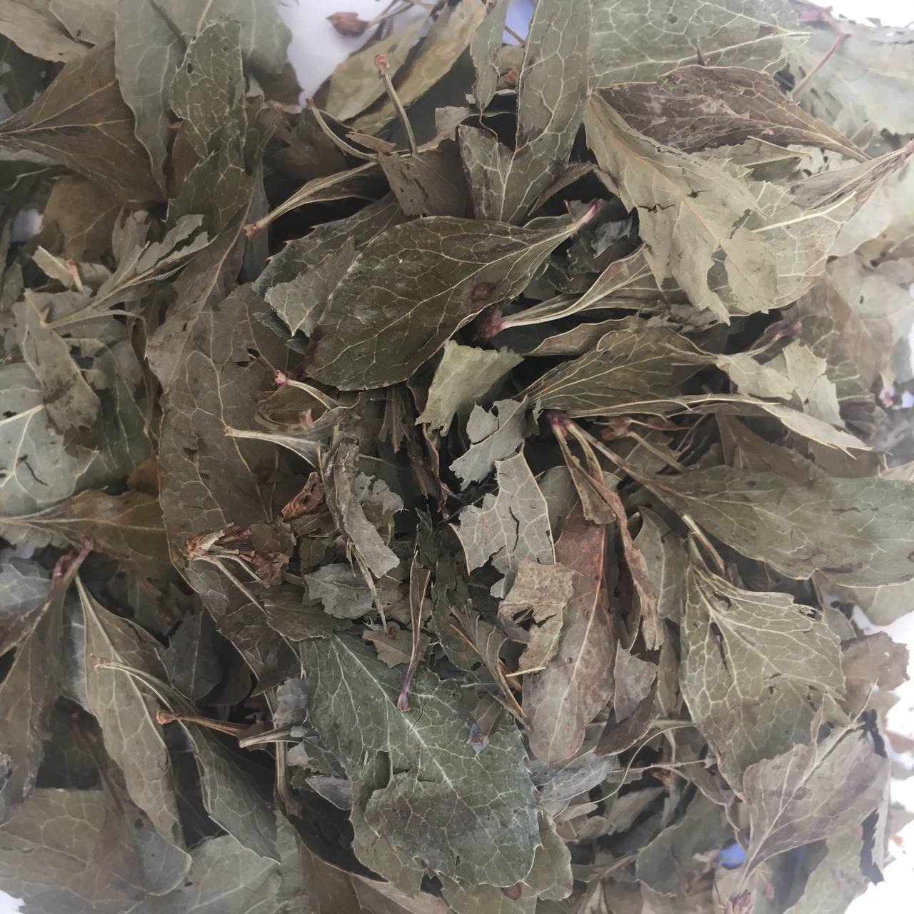 Лист Барбариса Карпаты 50 г (629b5e7a1eeccf182b7f86d3) - фото 2 Лист Барбариса Карпаты 50 г (629b5e7a1eeccf182b7f86d3) - фото 2