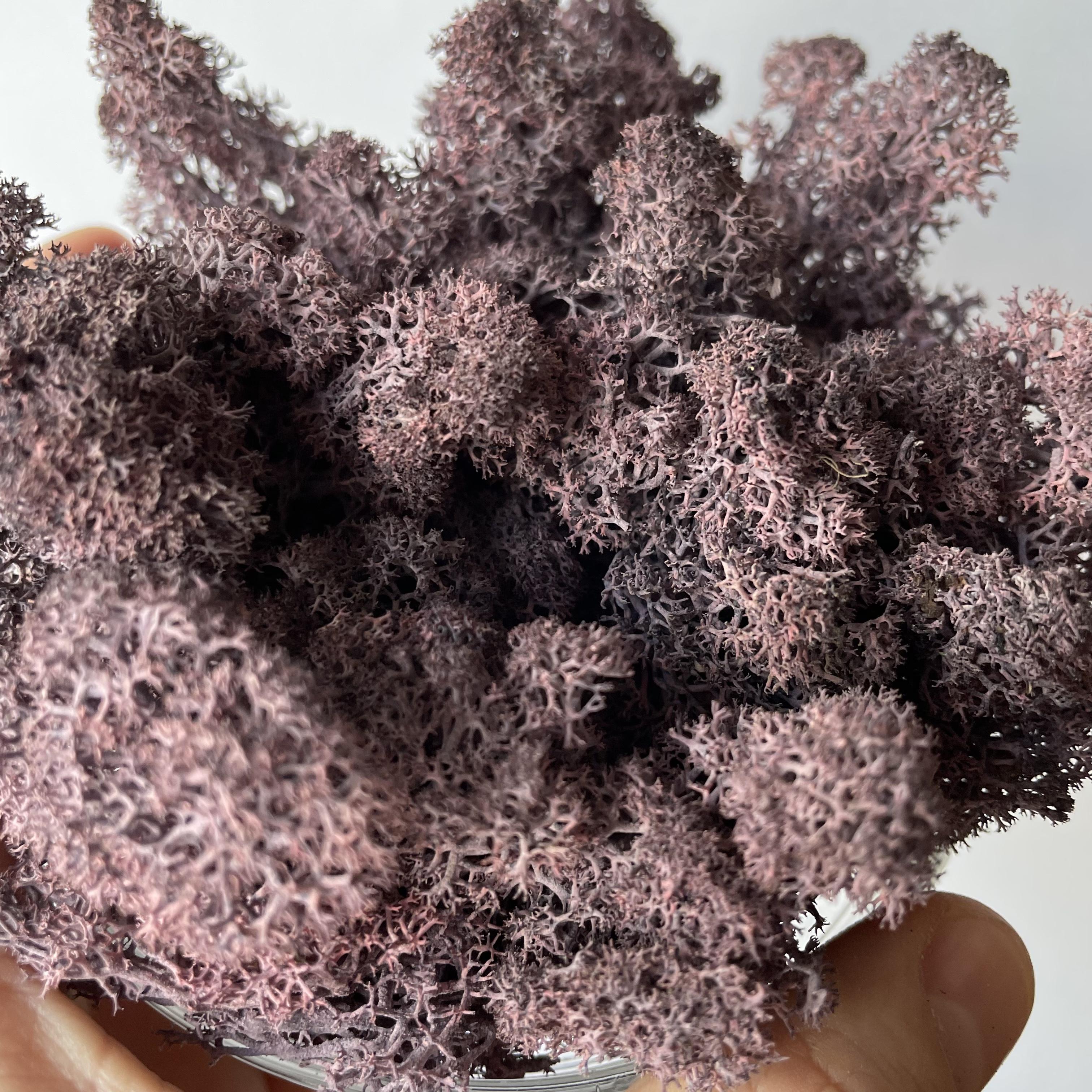 Стабілізований мох норвезький ягель 2 кг Фіолетовий (27363035) - фото 6 Стабілізований мох норвезький ягель 2 кг Фіолетовий (27363035) - фото 6