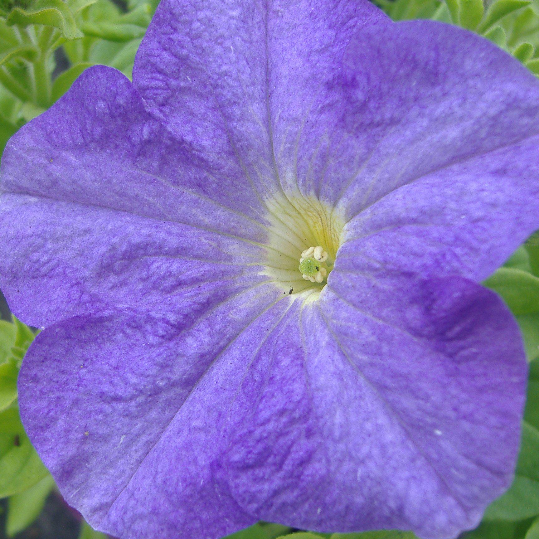 Насіння Петунія грандіфлора Limbo F1 Sky Blue ТД Гекса-Україна 02-01-300 500 шт. (IR003421)