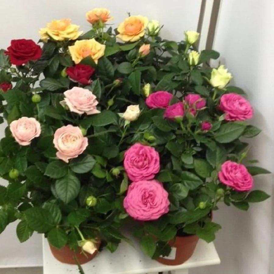 Семена комнатная парфюмерная роза крупные цветки микс цветов 10 шт. - фото 3 Семена комнатная парфюмерная роза крупные цветки микс цветов 10 шт. - фото 3