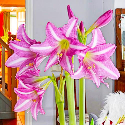 Амариліс Florium Estella (11165) - фото 3 Амариліс Florium Estella (11165) - фото 3