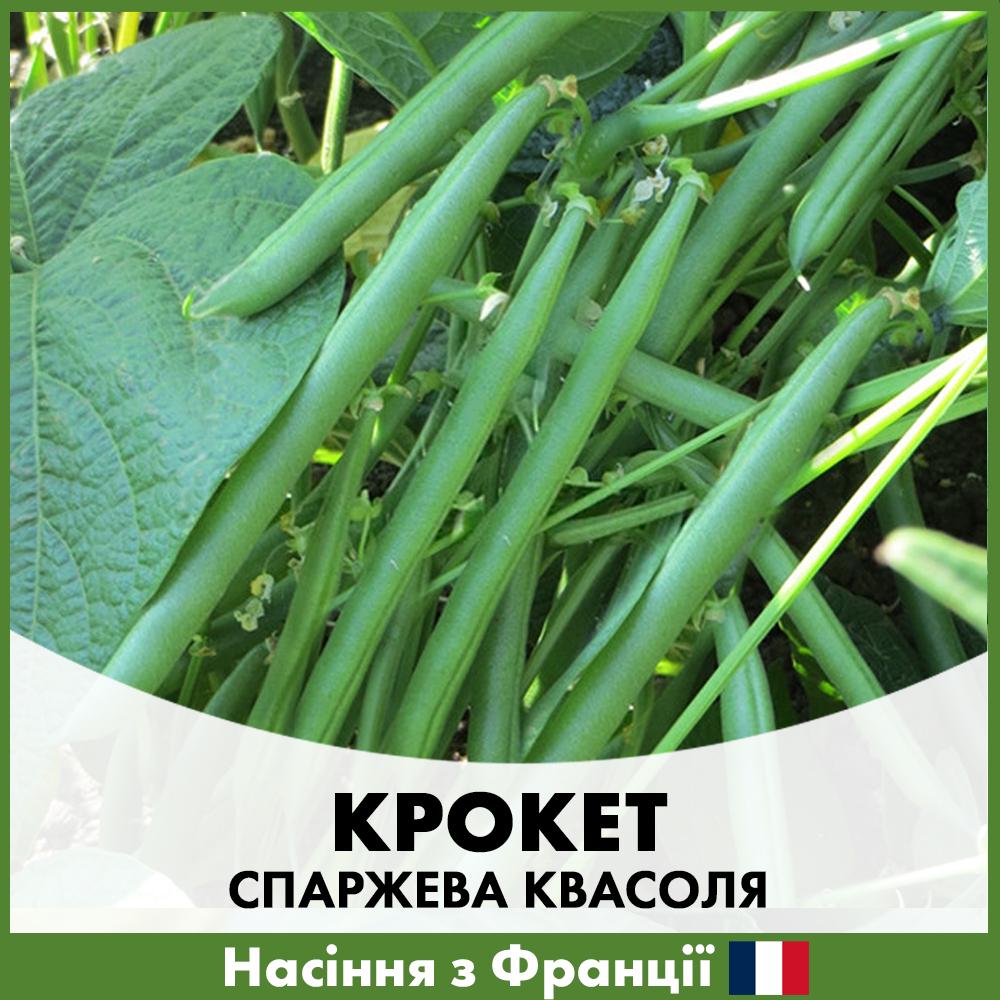 Семена спаржевая фасоль Clause Крокет 100 шт. (R29032)