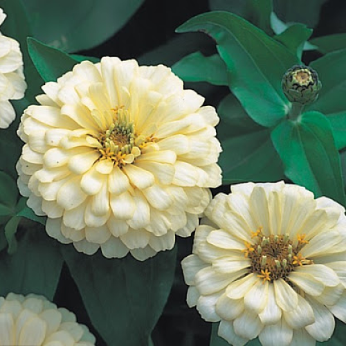 Семена цветов Takii Seed Циния Dreamland F1 Ivory 5 г (BN09024)