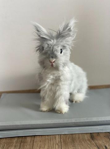 Коврик гелевый охлаждающий для собак и кошек складной 110х70 см Серый - фото 11 Коврик гелевый охлаждающий для собак и кошек складной 110х70 см Серый - фото 11