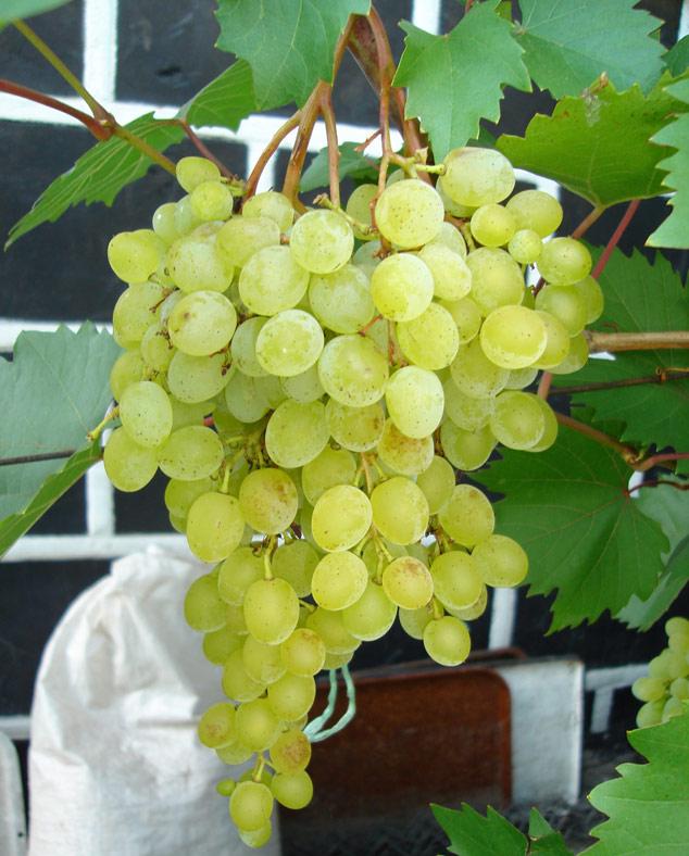 Саженец Виноград кишмиш Русбол 1 шт. (38282066)